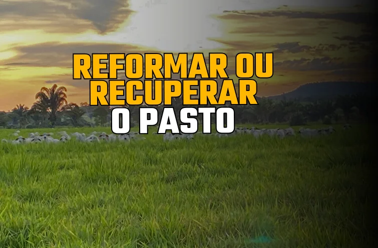 Poste e eletrificador Isolar Cercas