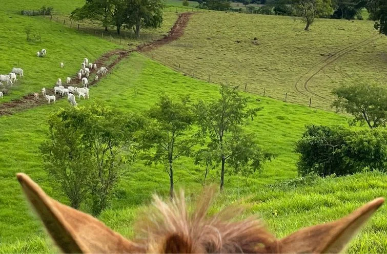 Pastejo rotacionado e os fatores que influenciam no resultado
