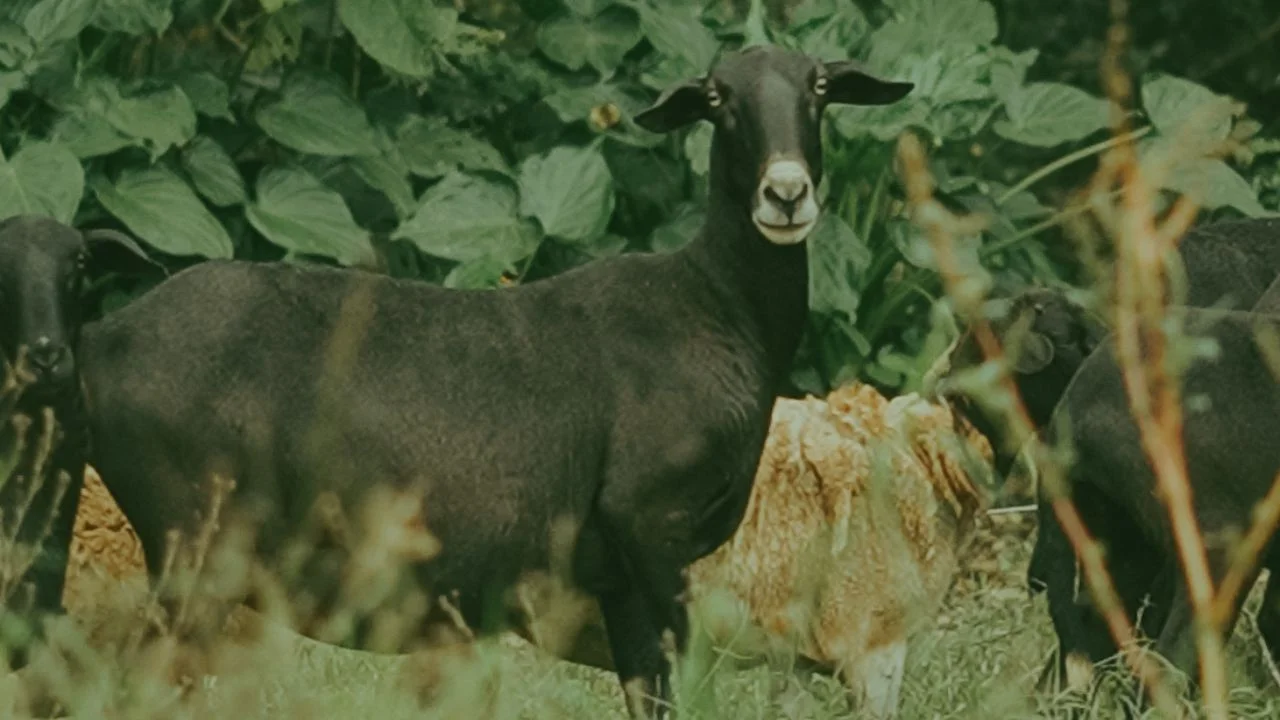 O segredo para conter as ovelhas Santa Inês com cerca elétrica