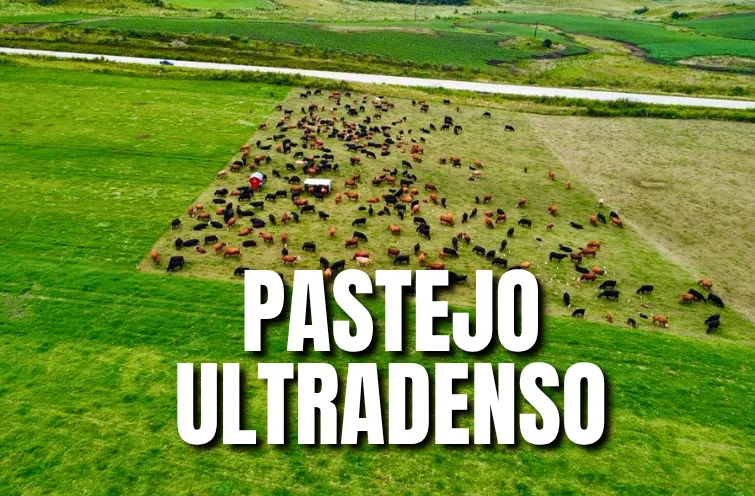 Pastejo em faixas: como aproveitar melhor a pastagem com cerca elétrica rural